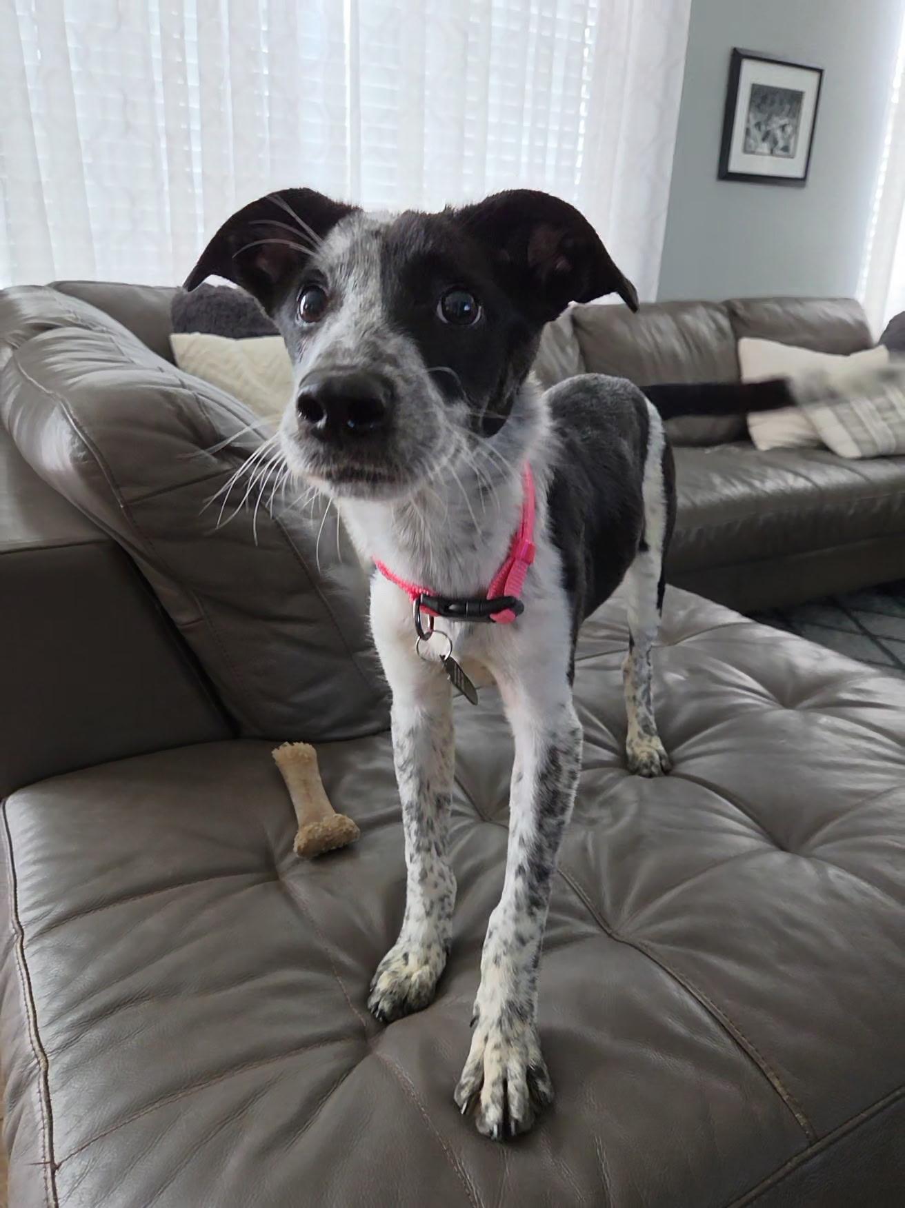 Enlarge Thistle, an adoptable mixed breed in Lemont, IL image 5/6
