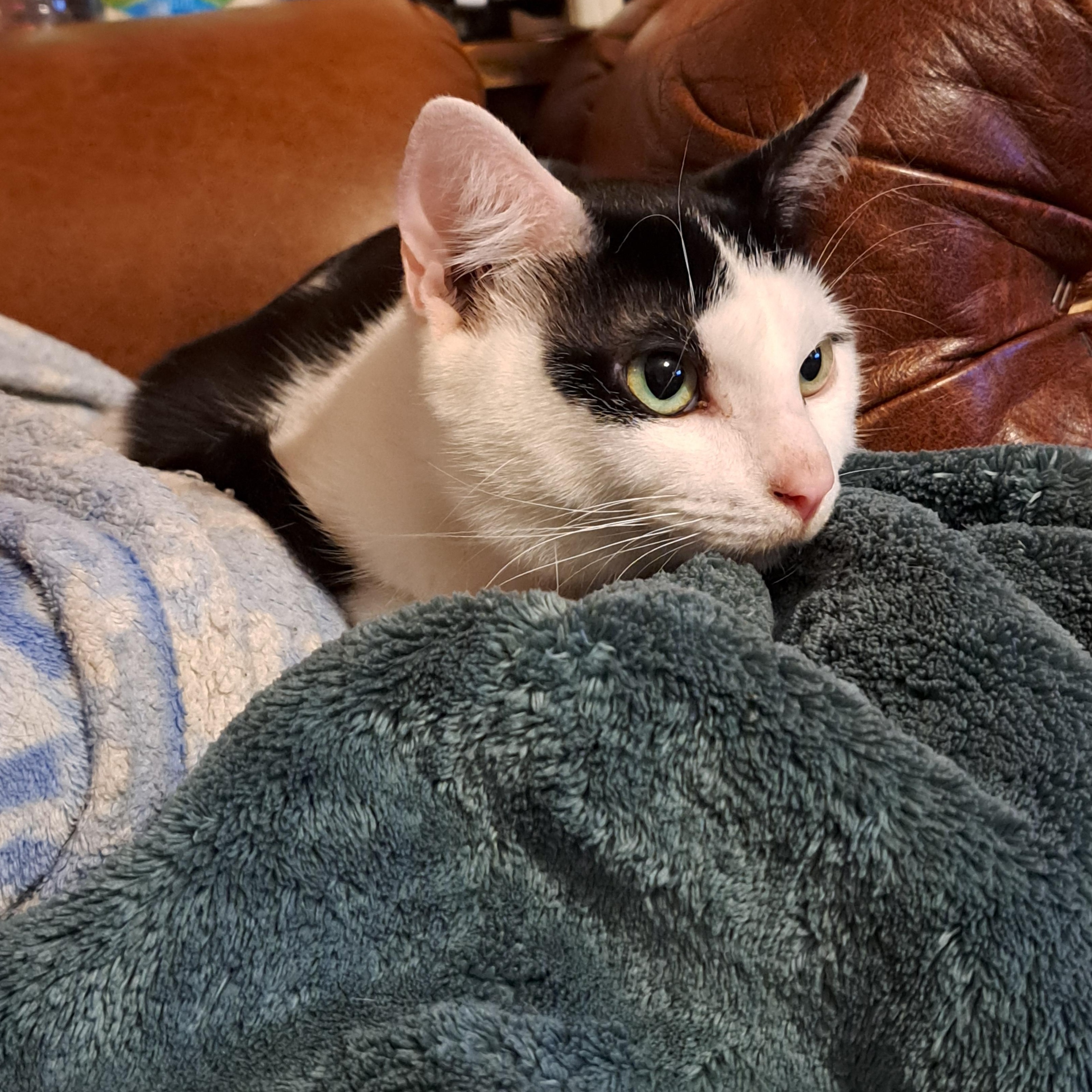 Slim, Young Male Domestic Short Hair
