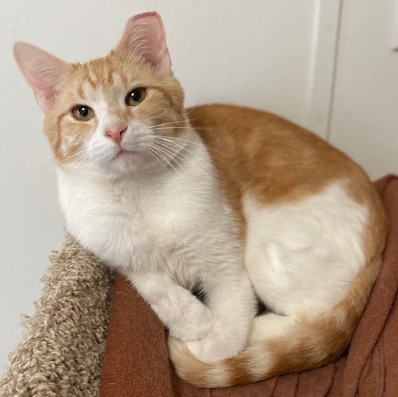 Reagan, Adoptable, Adult Male Domestic Short Hair.