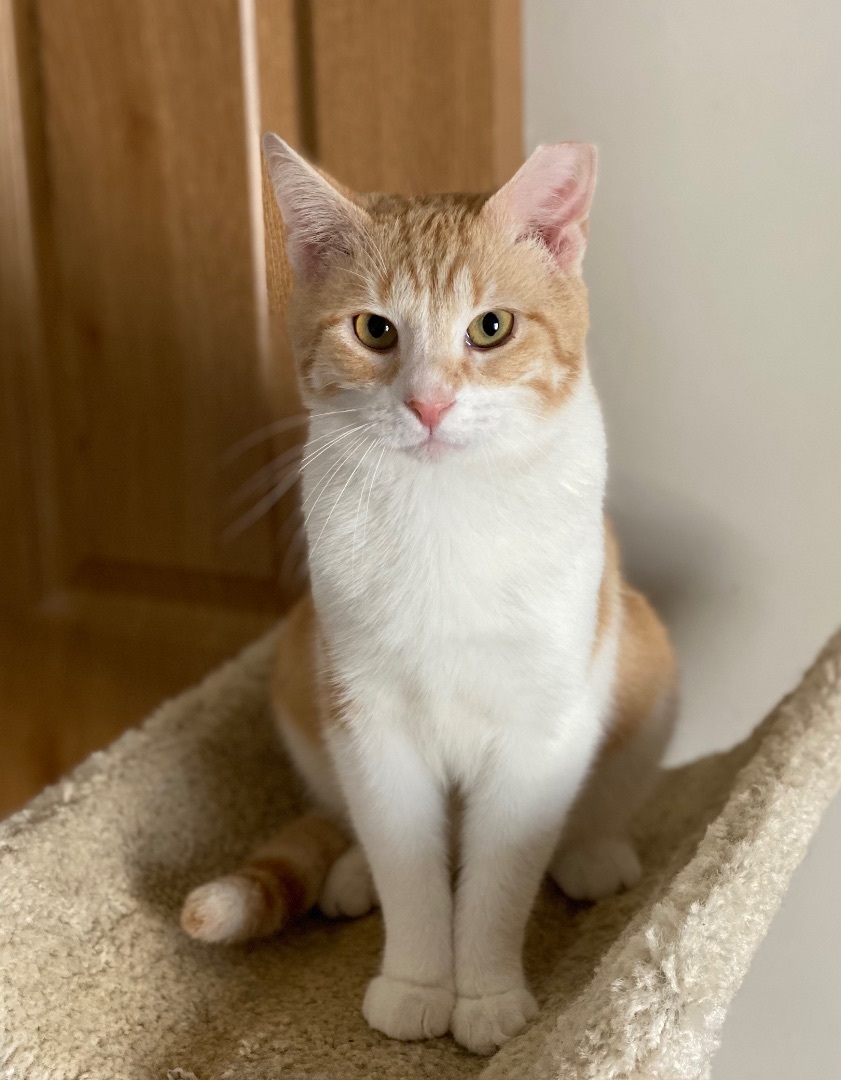 Reagan, Adoptable, Adult Male Domestic Short Hair.