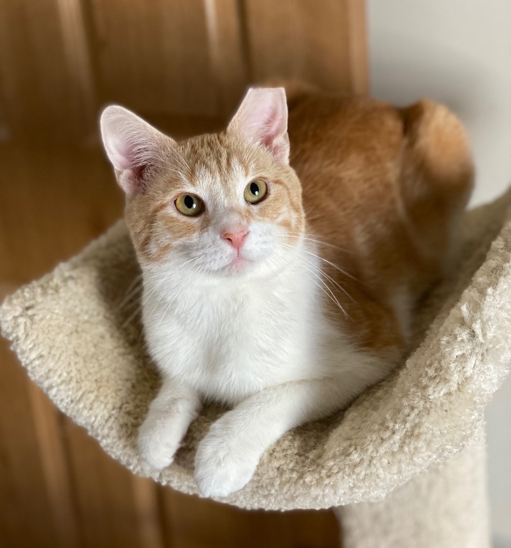Reagan, a Adoptable Domestic Short Hair in Goshen, IN image 3/10