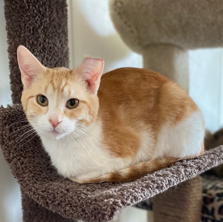 Reagan, a Adoptable Domestic Short Hair in Goshen, IN image 4/10