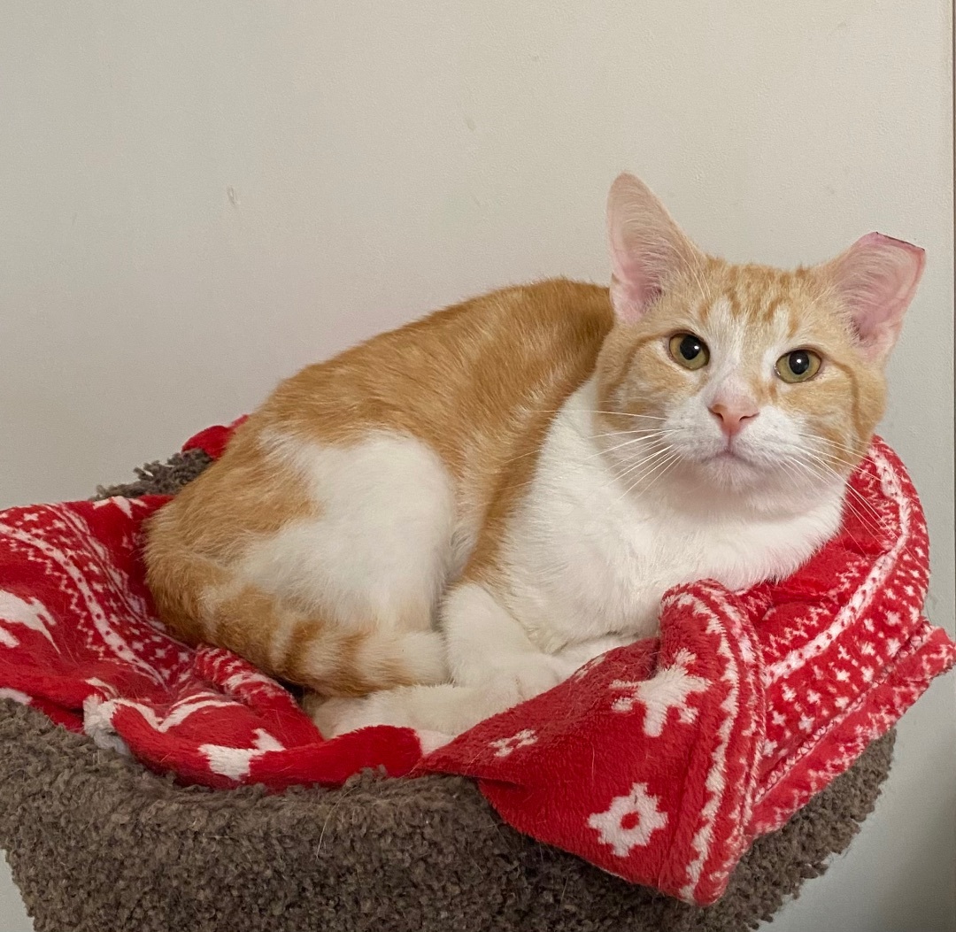 Reagan, a Adoptable Domestic Short Hair in Goshen, IN image 5/10