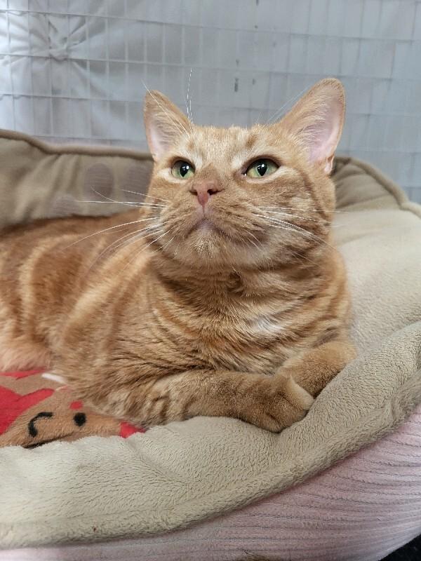 Enlarge Chico, a Adoptable Domestic Short Hair in Diamond Springs, CA image 1/3