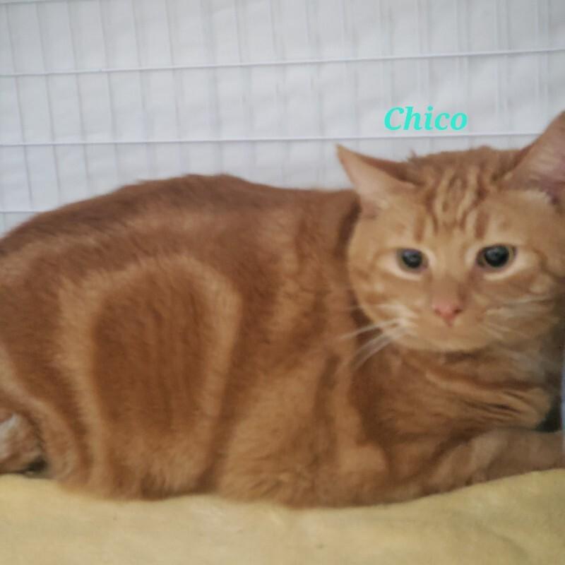 Enlarge Chico, a Adoptable Domestic Short Hair in Diamond Springs, CA image 2/3