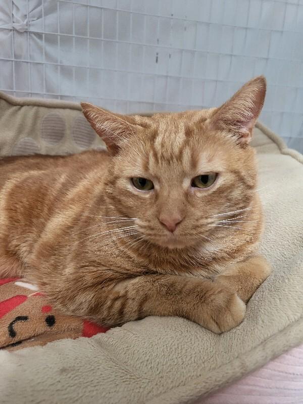 Enlarge Chico, a Adoptable Domestic Short Hair in Diamond Springs, CA image 3/3