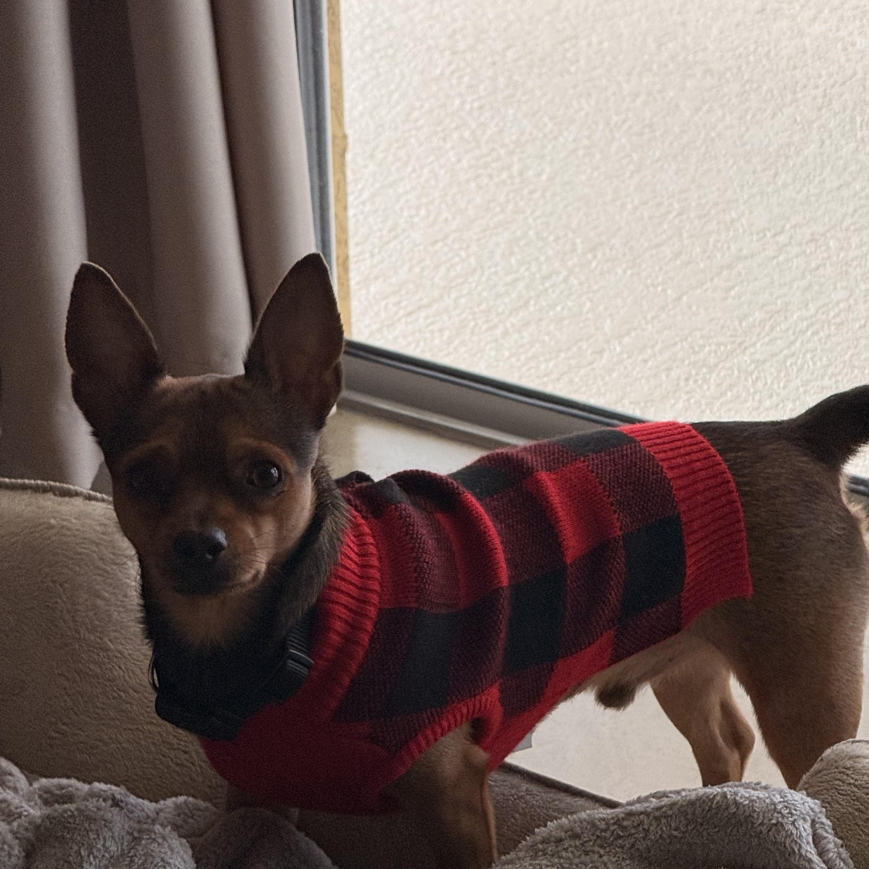 Prince, a ADOPTABLE mixed breed in Bradenton, FL image 2/5