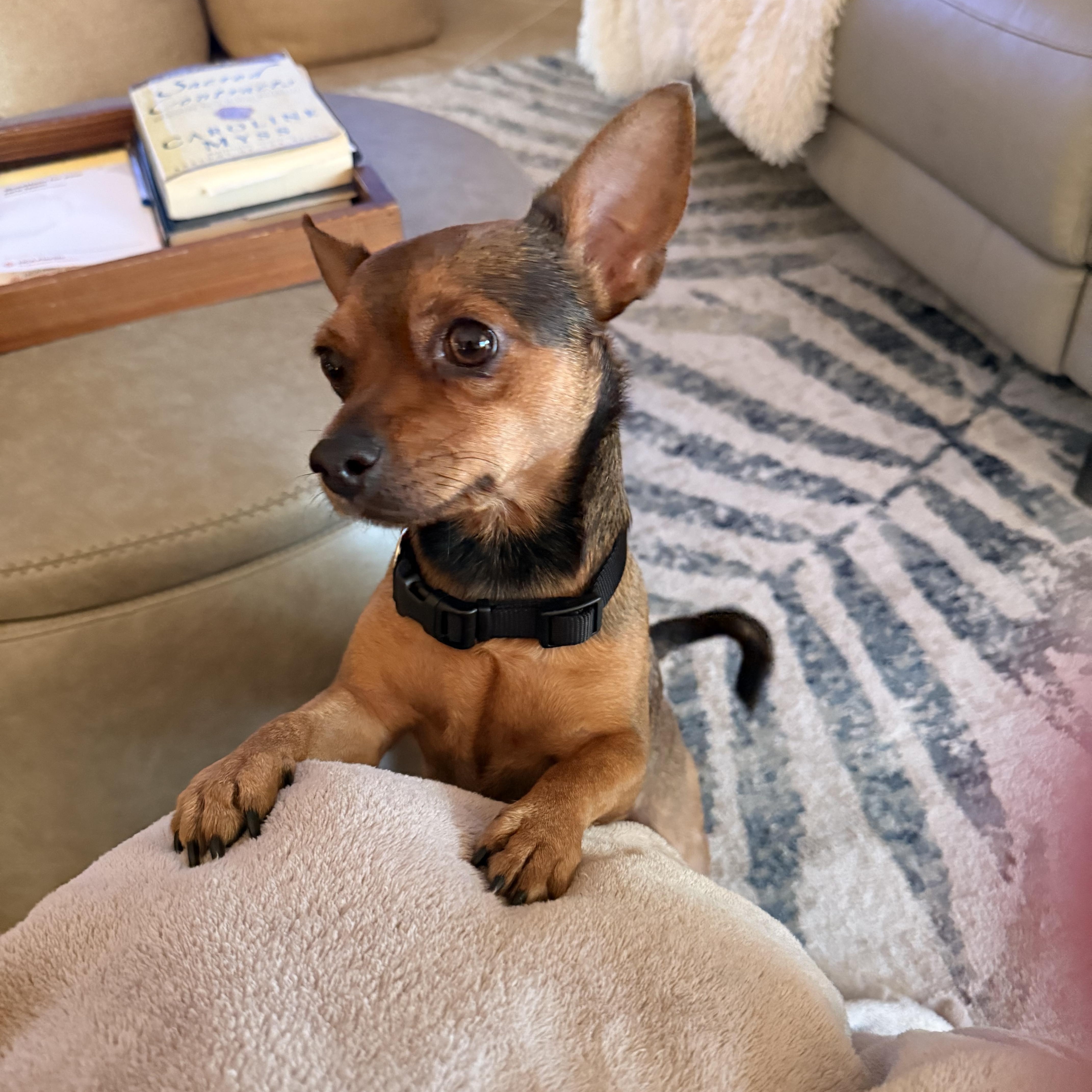 Prince, ADOPTABLE, Young Male Chihuahua.