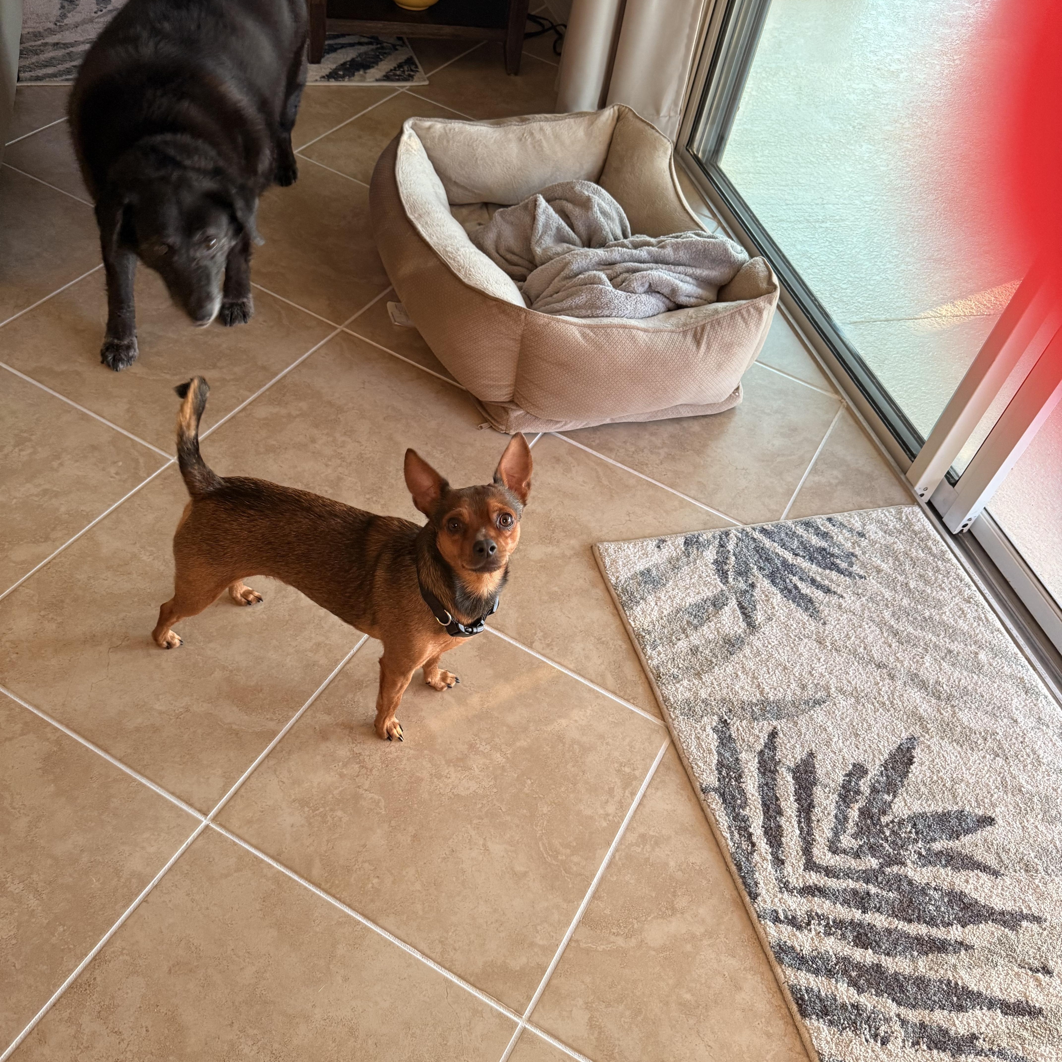 Prince, a ADOPTABLE mixed breed in Bradenton, FL image 4/5