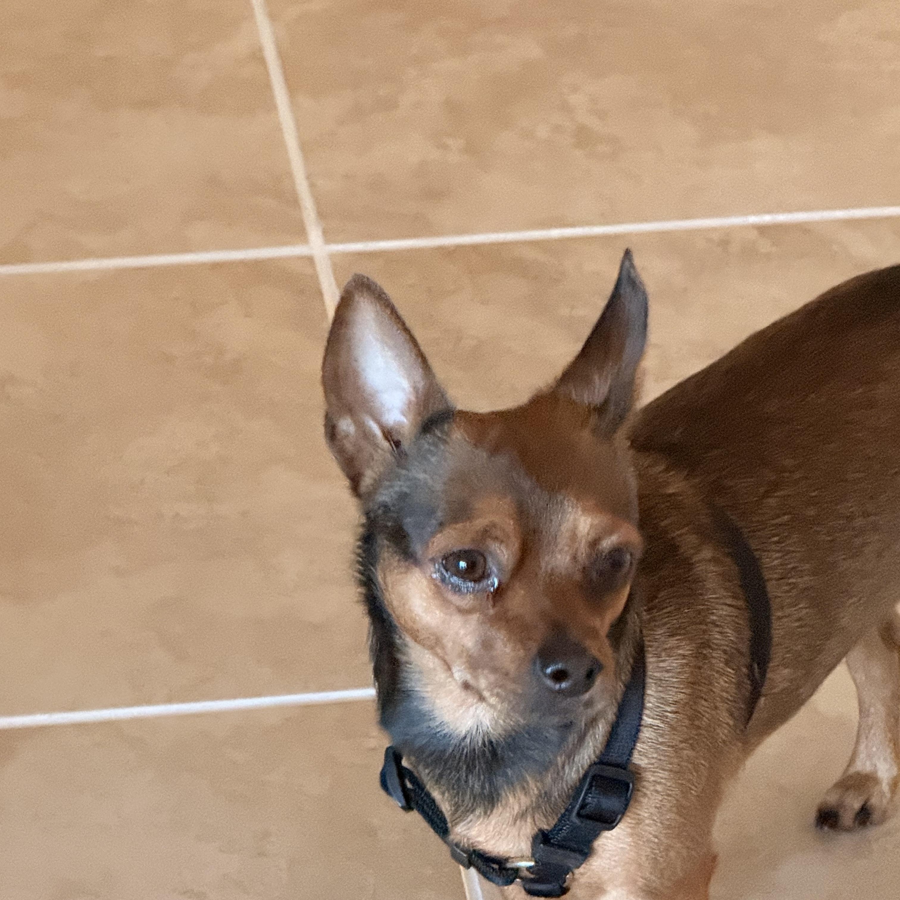 Prince, a ADOPTABLE mixed breed in Bradenton, FL image 5/5