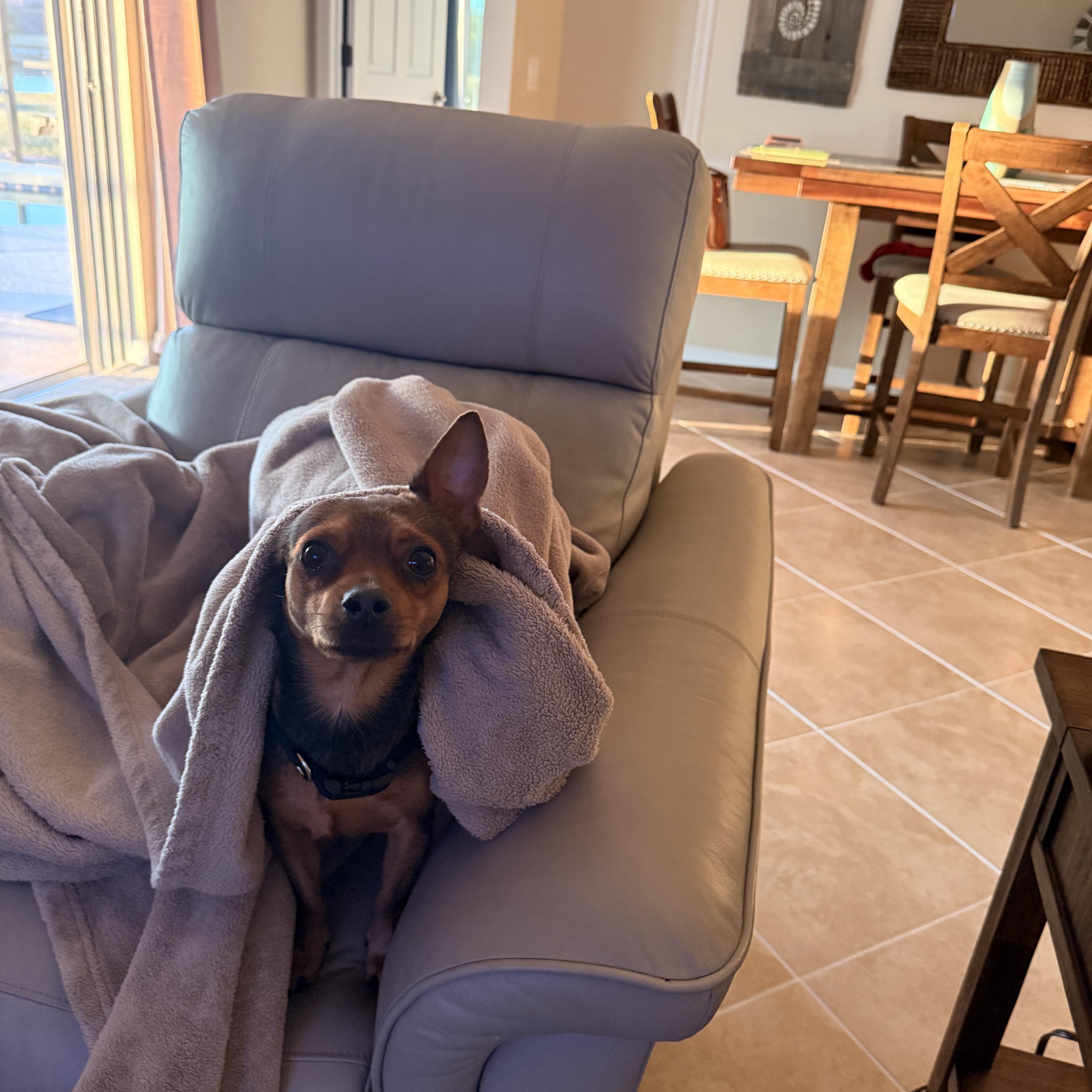 Prince, a ADOPTABLE mixed breed in Bradenton, FL image 3/5