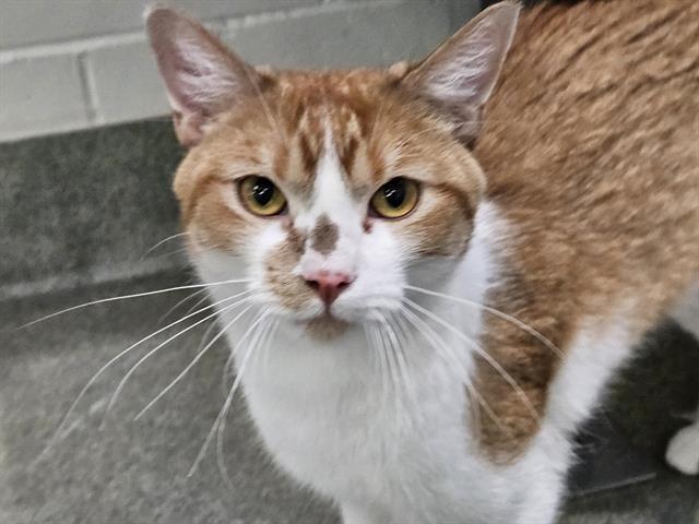 Enlarge LENNY, a Adoptable mixed breed in Albuquerque, NM image 1/1