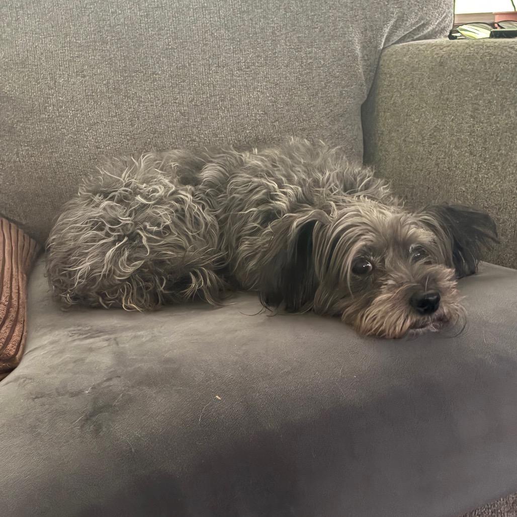 Myrtle, Adoptable, Senior Female Yorkshire Terrier & Miniature Schnauzer.