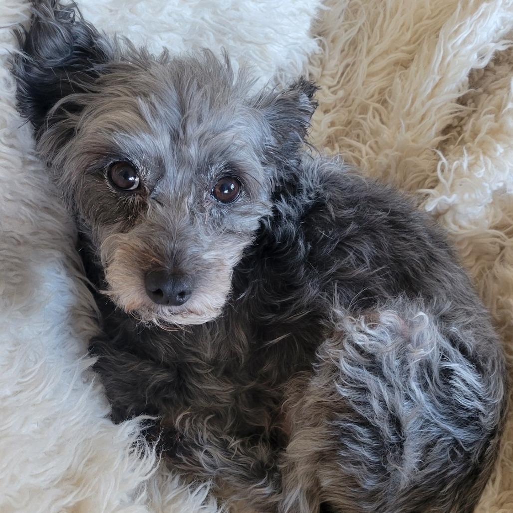 Myrtle, a Adoptable mixed breed in Saint Cloud, MN image 2/2