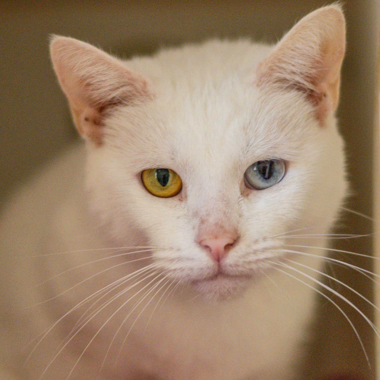 Gemini, Adoptable, Adult Female Domestic Short Hair.