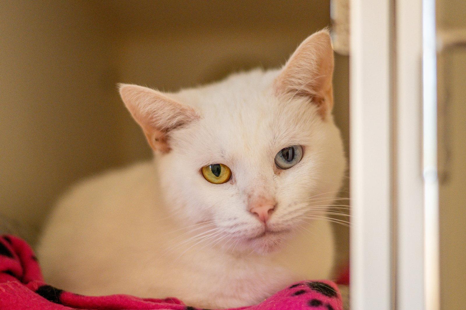 Enlarge Gemini, a Adoptable Domestic Short Hair in Hilton Head Island, SC image 2/3