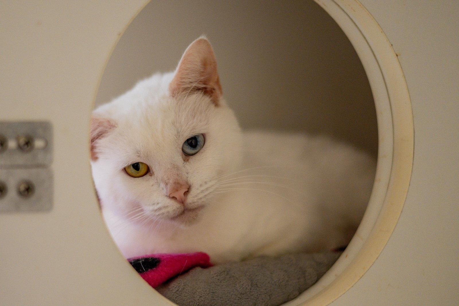 Enlarge Gemini, a Adoptable Domestic Short Hair in Hilton Head Island, SC image 3/3