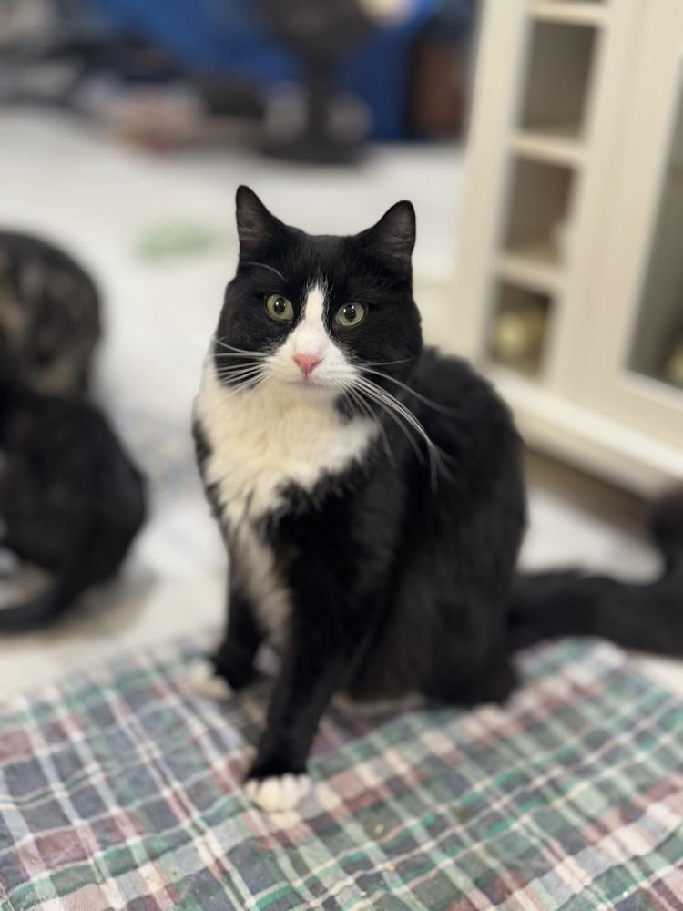 Enlarge Vincent Price, a Adoptable Domestic Long Hair in Lake Grove, NY image 1/2