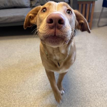 Dustin, adopted, Young Male Mixed Breed.