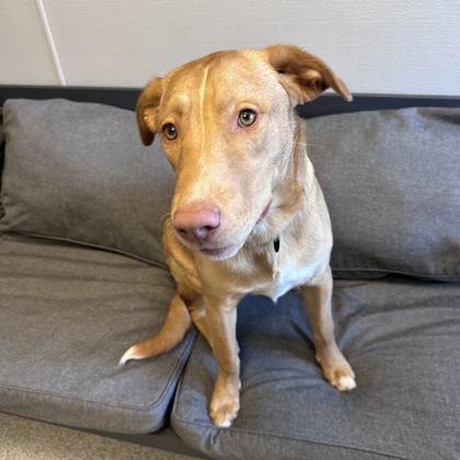 Enlarge Dustin, an adopted mixed breed in Lansing, MI image 2/3