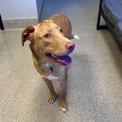 Enlarge Dustin, an adopted mixed breed in Lansing, MI image 3/3