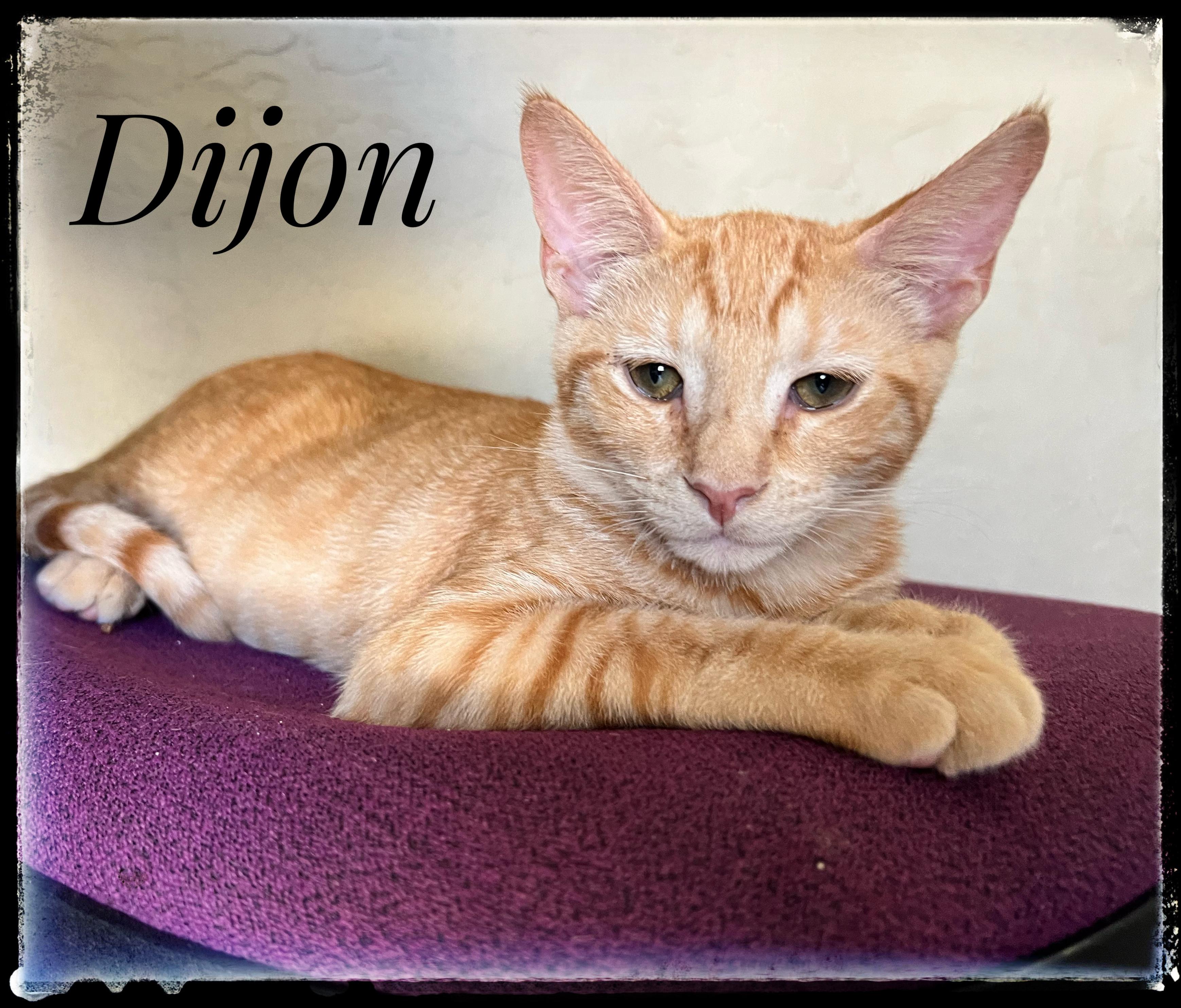Dijon, Adoptable, Young Male Domestic Short Hair.