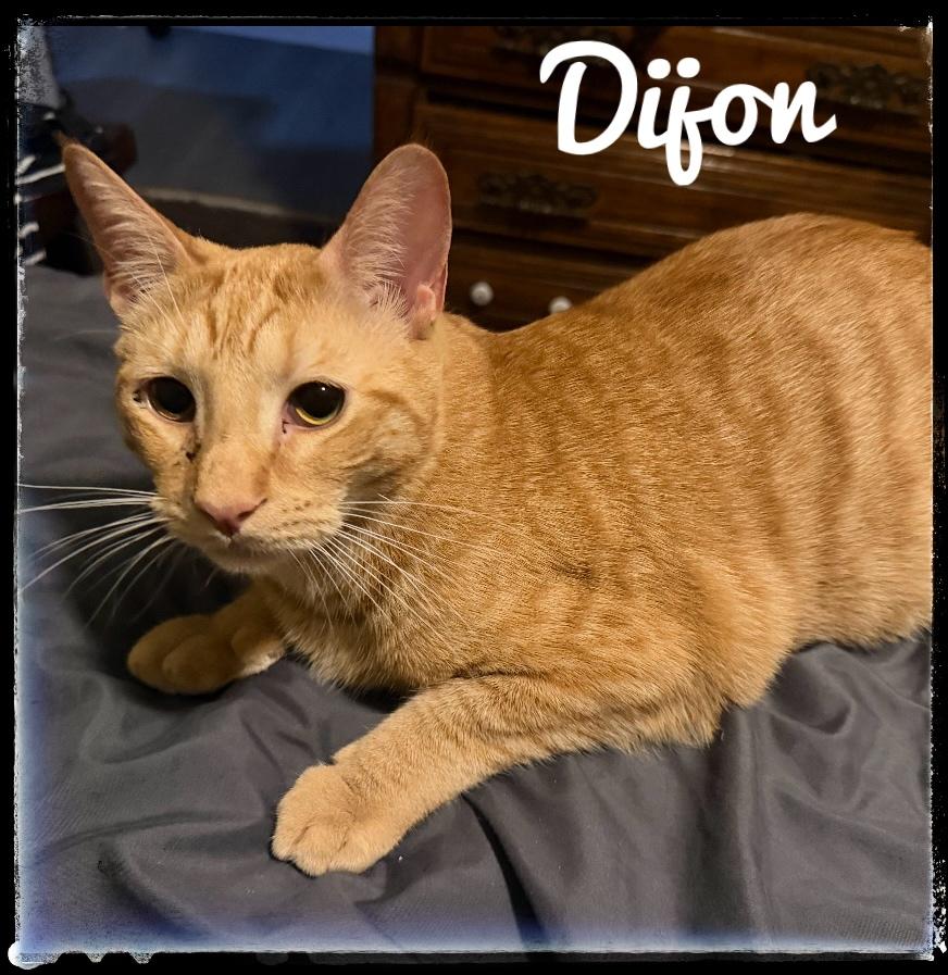 Dijon, Adoptable, Young Male Domestic Short Hair.