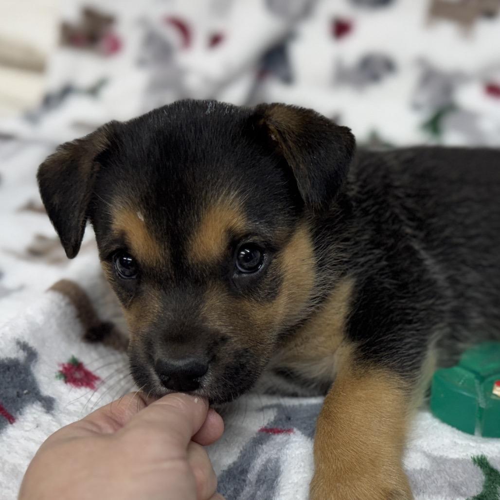 Enlarge Monty, a Adoptable mixed breed in Pinson, TN image 1/6
