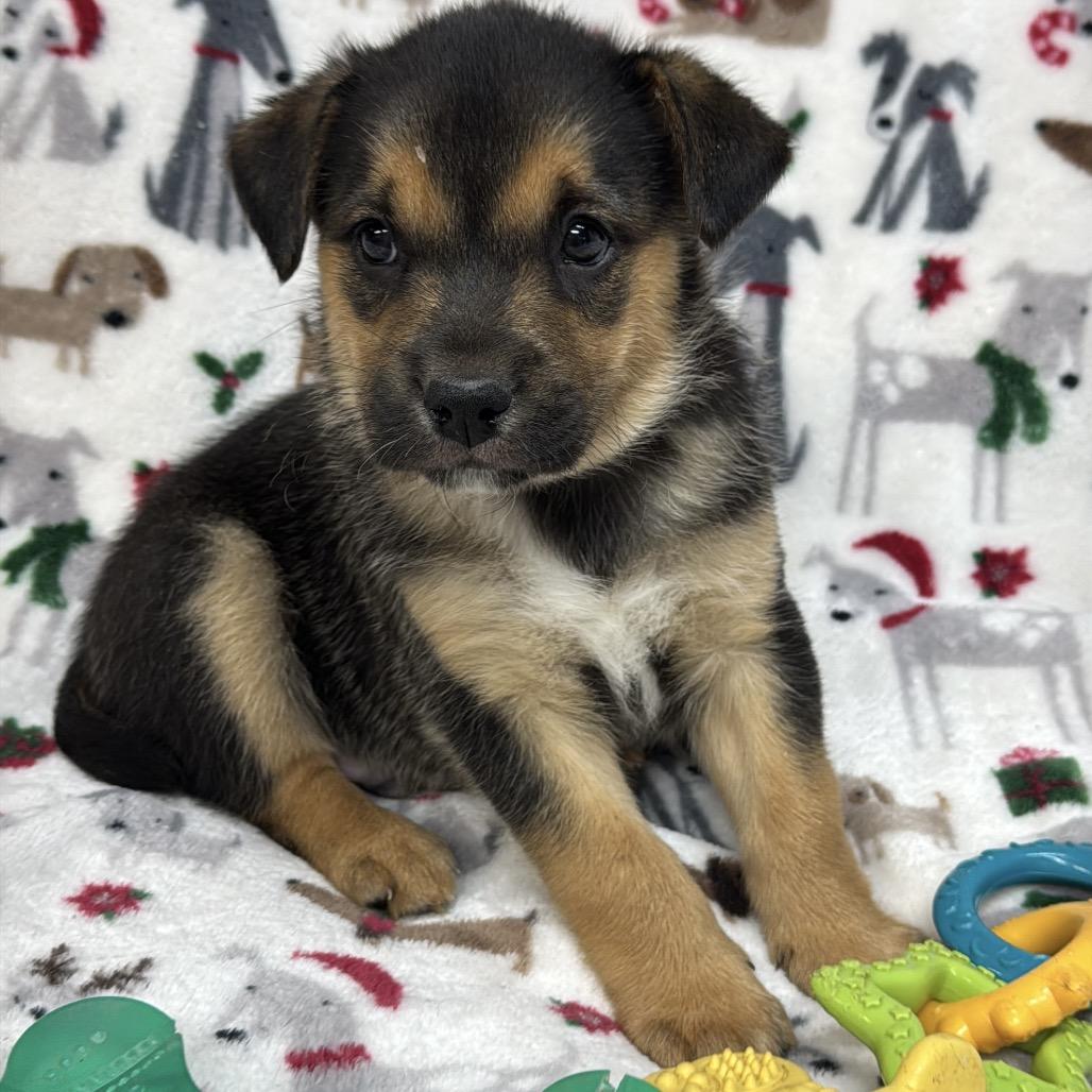 Enlarge Monty, a Adoptable mixed breed in Pinson, TN image 5/6