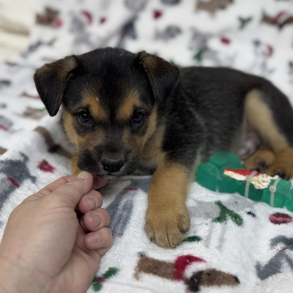 Enlarge Monty, a Adoptable mixed breed in Pinson, TN image 6/6