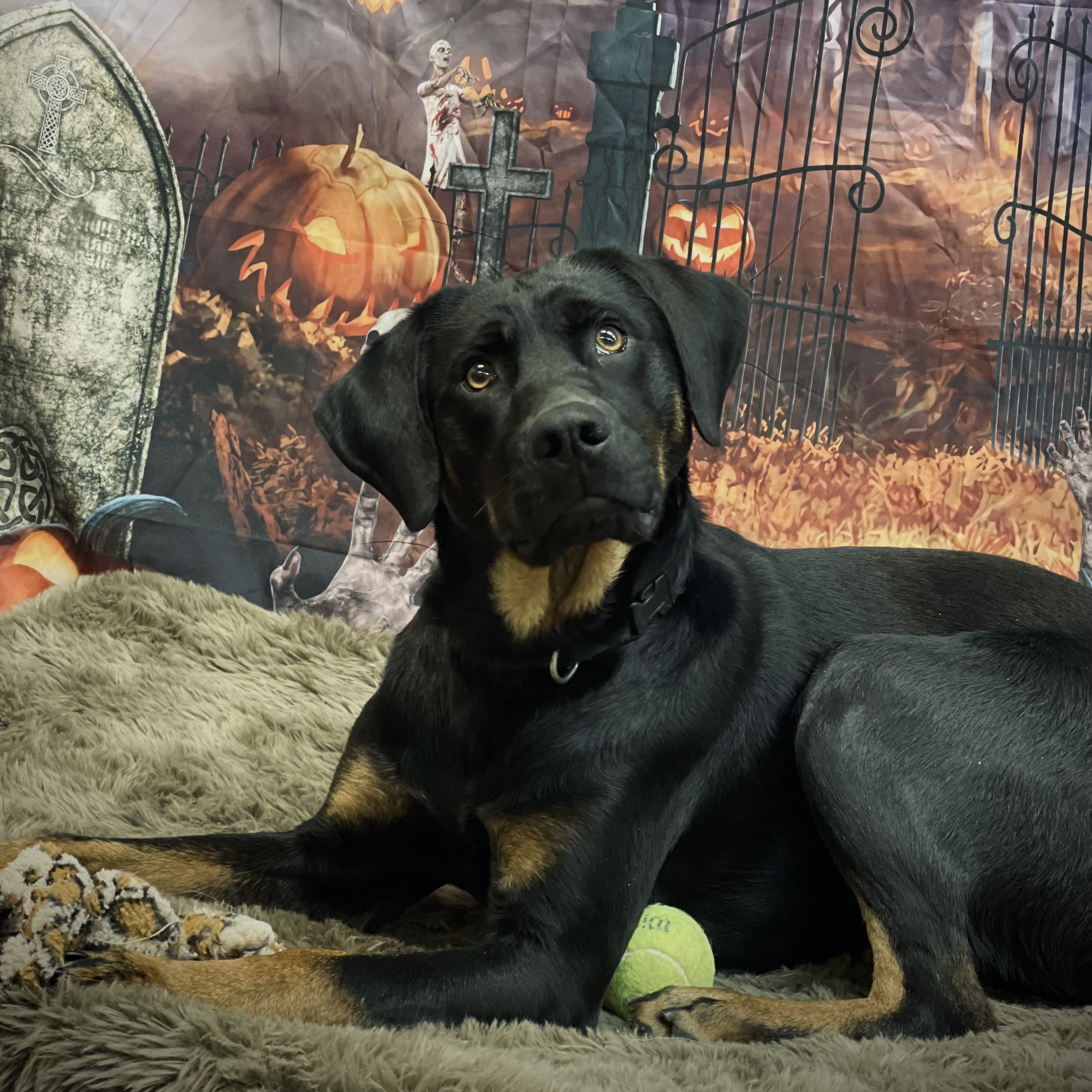 Soren, an adoptable Doberman Pinscher Mix in Lake Odessa, MI_image-1