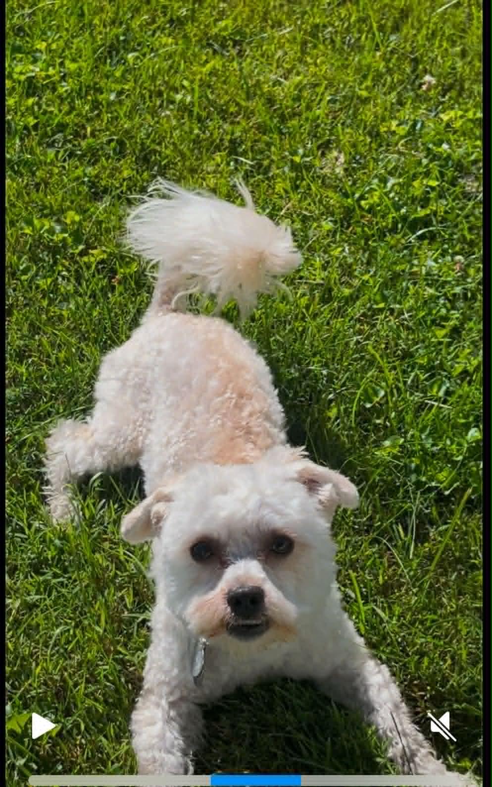 Ollie, Adoptable, Young Male Havanese & Poodle.