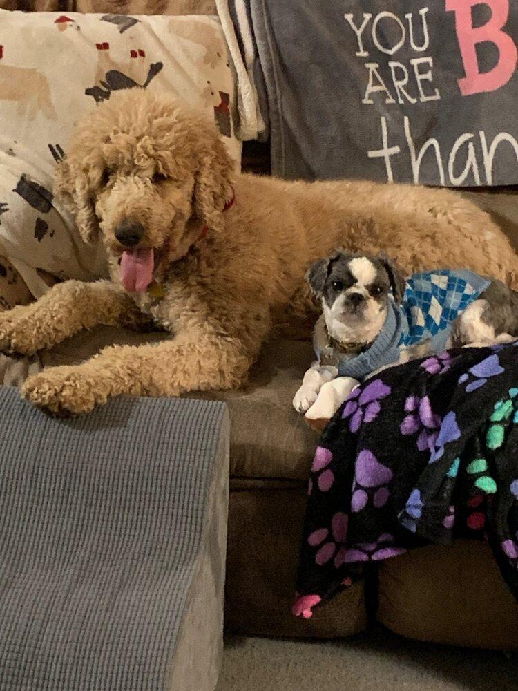 Enlarge Winnie, a Adoptable Goldendoodle in Silver Spring, MD image 2/6