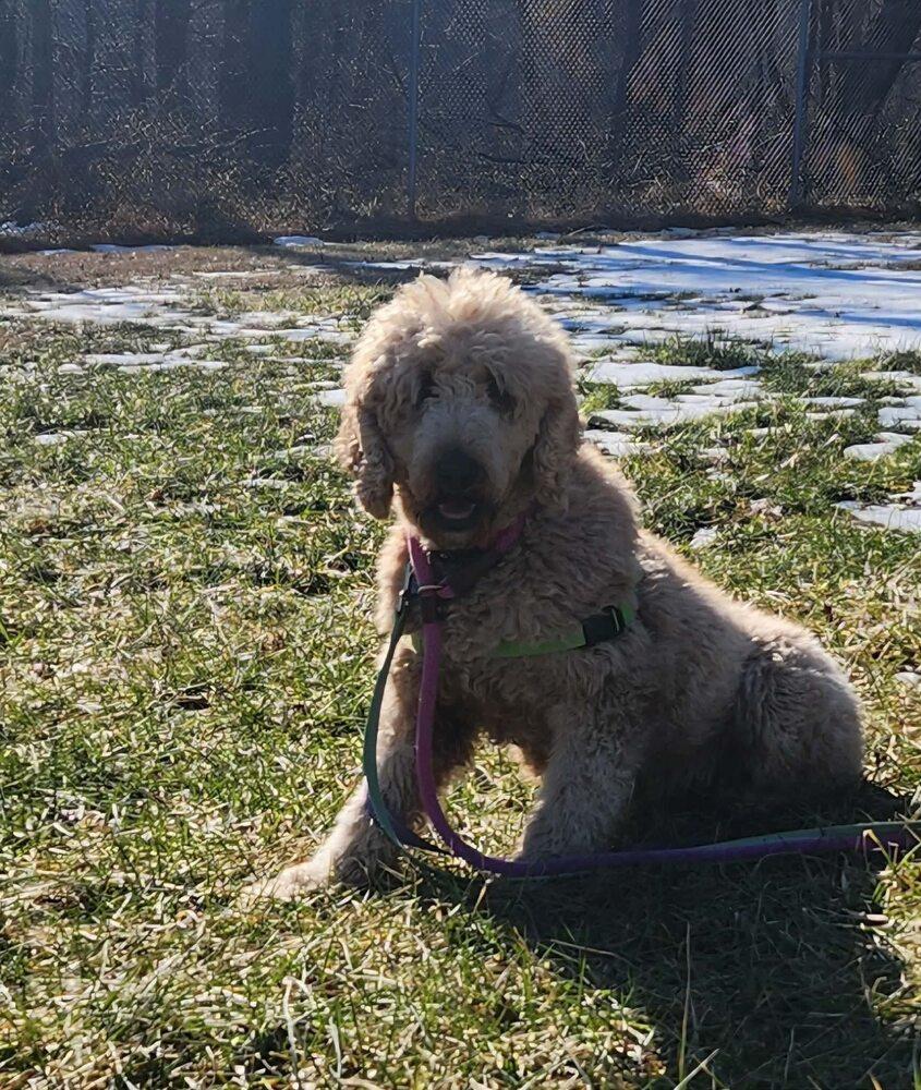 Enlarge Winnie, a Adoptable Goldendoodle in Silver Spring, MD image 4/6