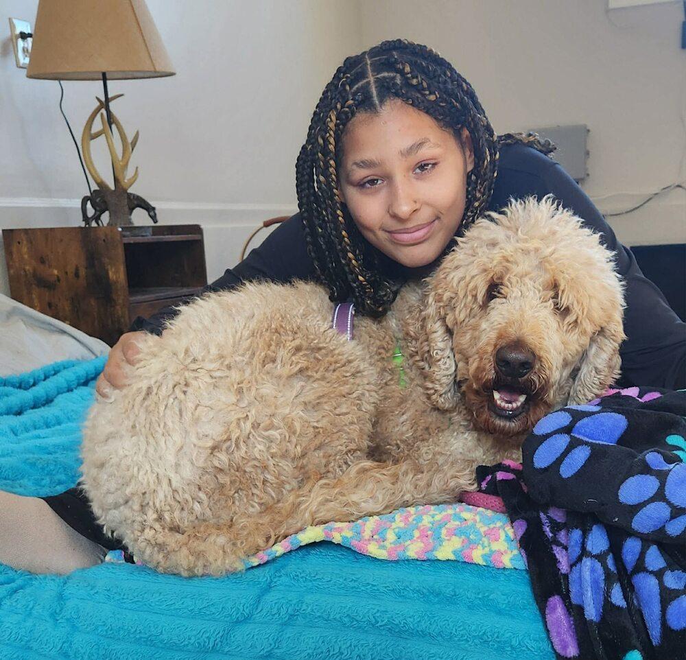 Enlarge Winnie, a Adoptable Goldendoodle in Silver Spring, MD image 5/6