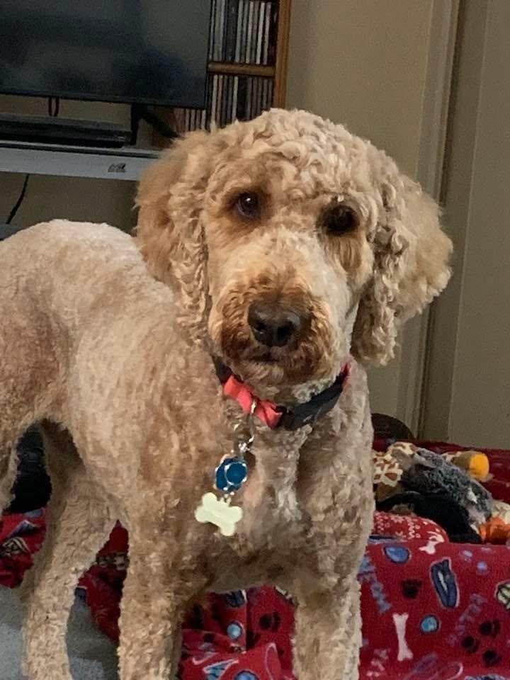 Enlarge Winnie, a Adoptable Goldendoodle in Silver Spring, MD image 6/6