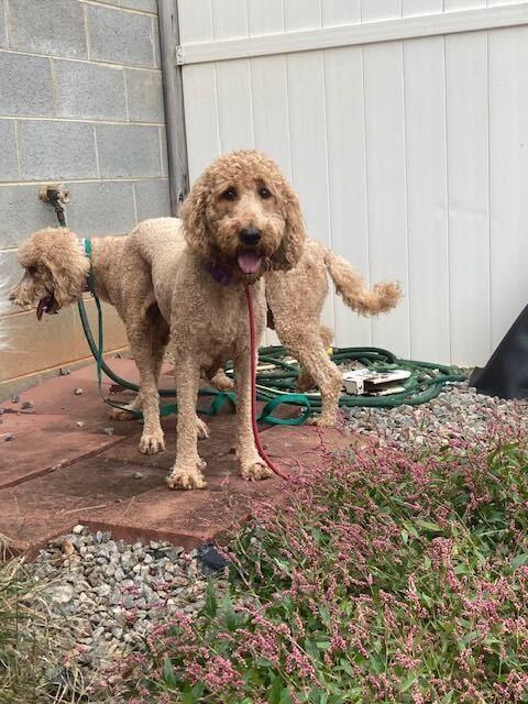 Enlarge Winnie, a Adoptable Goldendoodle in Silver Spring, MD image 6/6