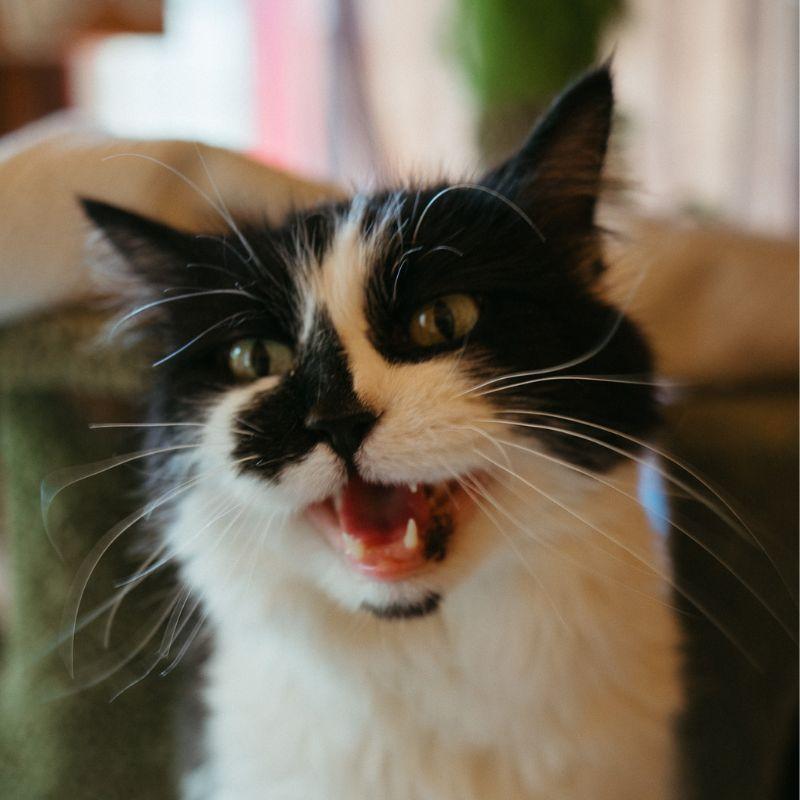 Banana, an adopted mixed breed in Jackson, WY image 2/3
