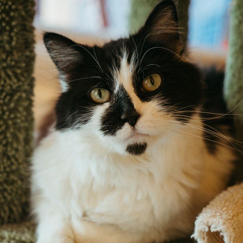 Banana, an adopted mixed breed in Jackson, WY image 3/3