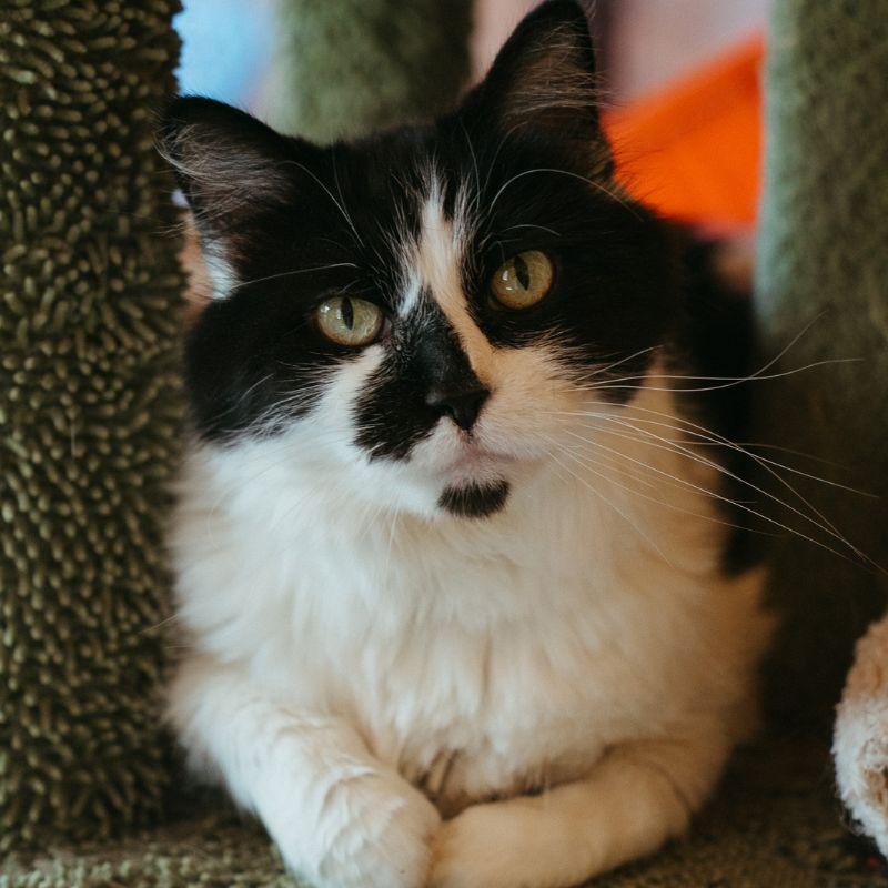 Banana, an adopted mixed breed in Jackson, WY image 1/3