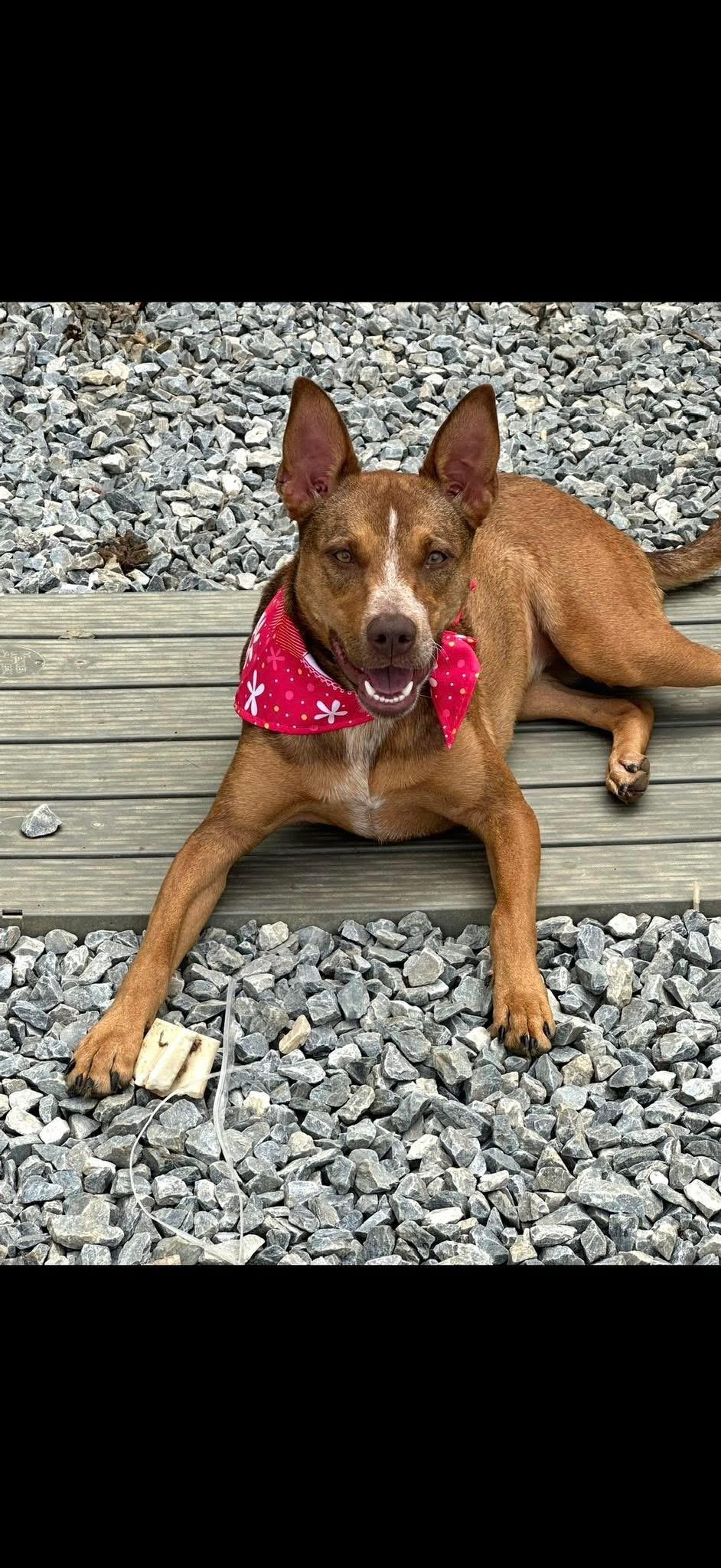 Daisy, Adult Female Australian Cattle Dog / Blue Heeler