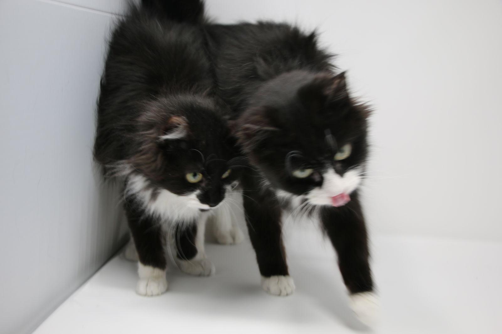 Enlarge Suni, a Adoptable Domestic Medium Hair in Crompond, NY image 1/3