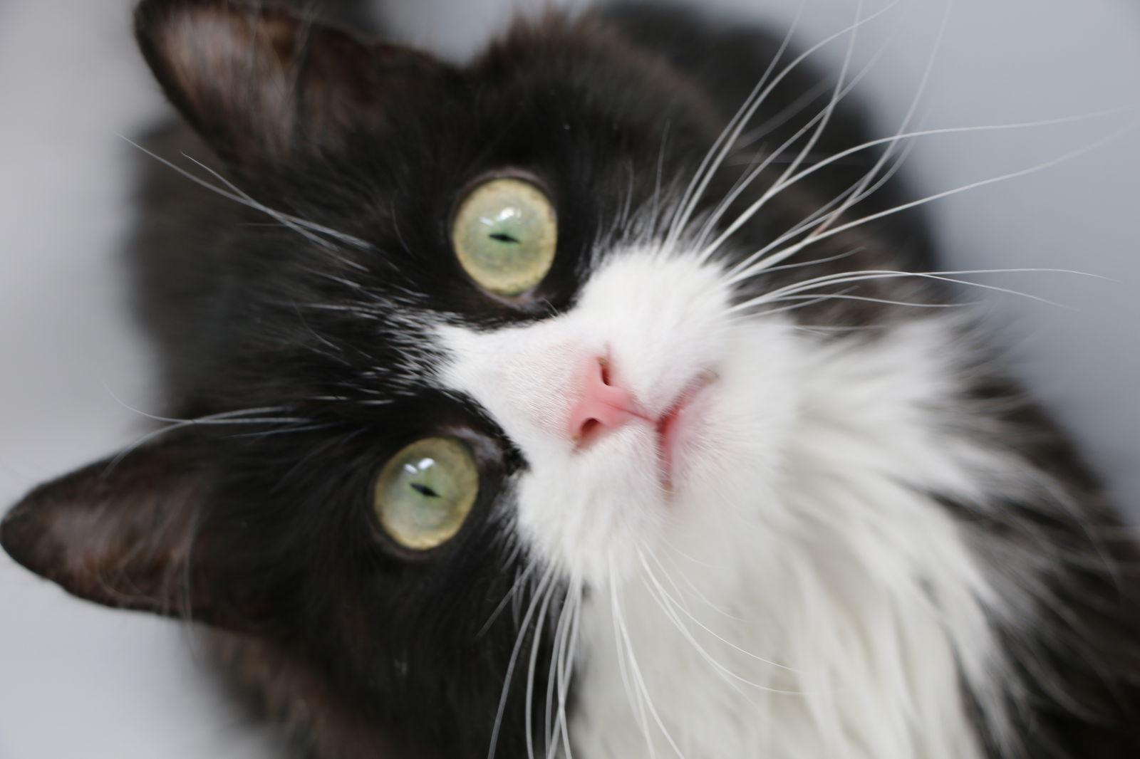 Enlarge Suni, a Adoptable Domestic Medium Hair in Crompond, NY image 3/3