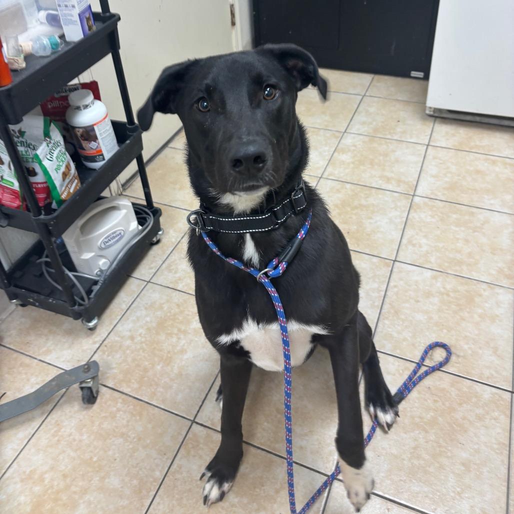 Teddy, a Adoptable mixed breed in Pekin, IL image 1/6