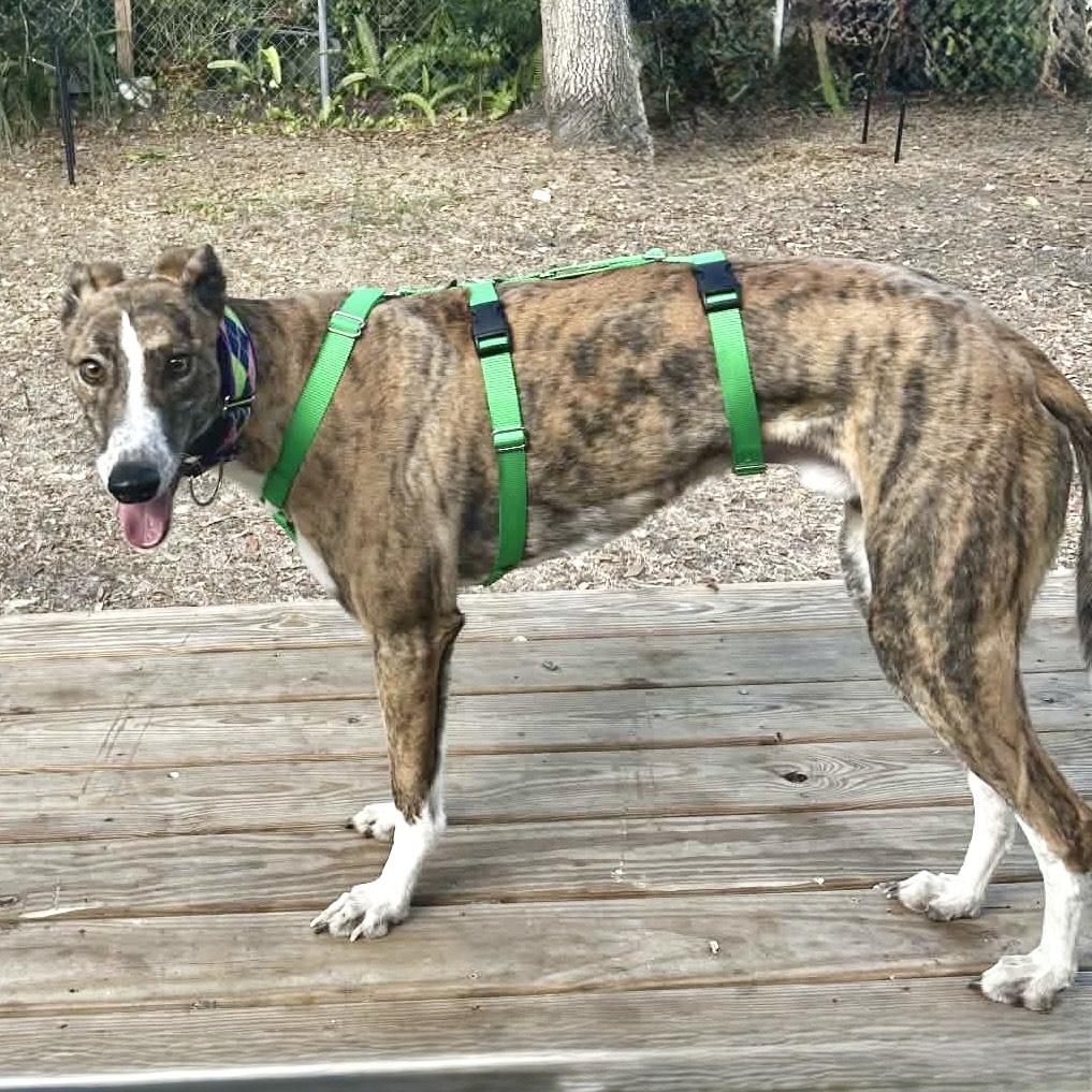 Enlarge Yo Gabana, a ADOPTABLE Greyhound in North Port, FL image 6/6