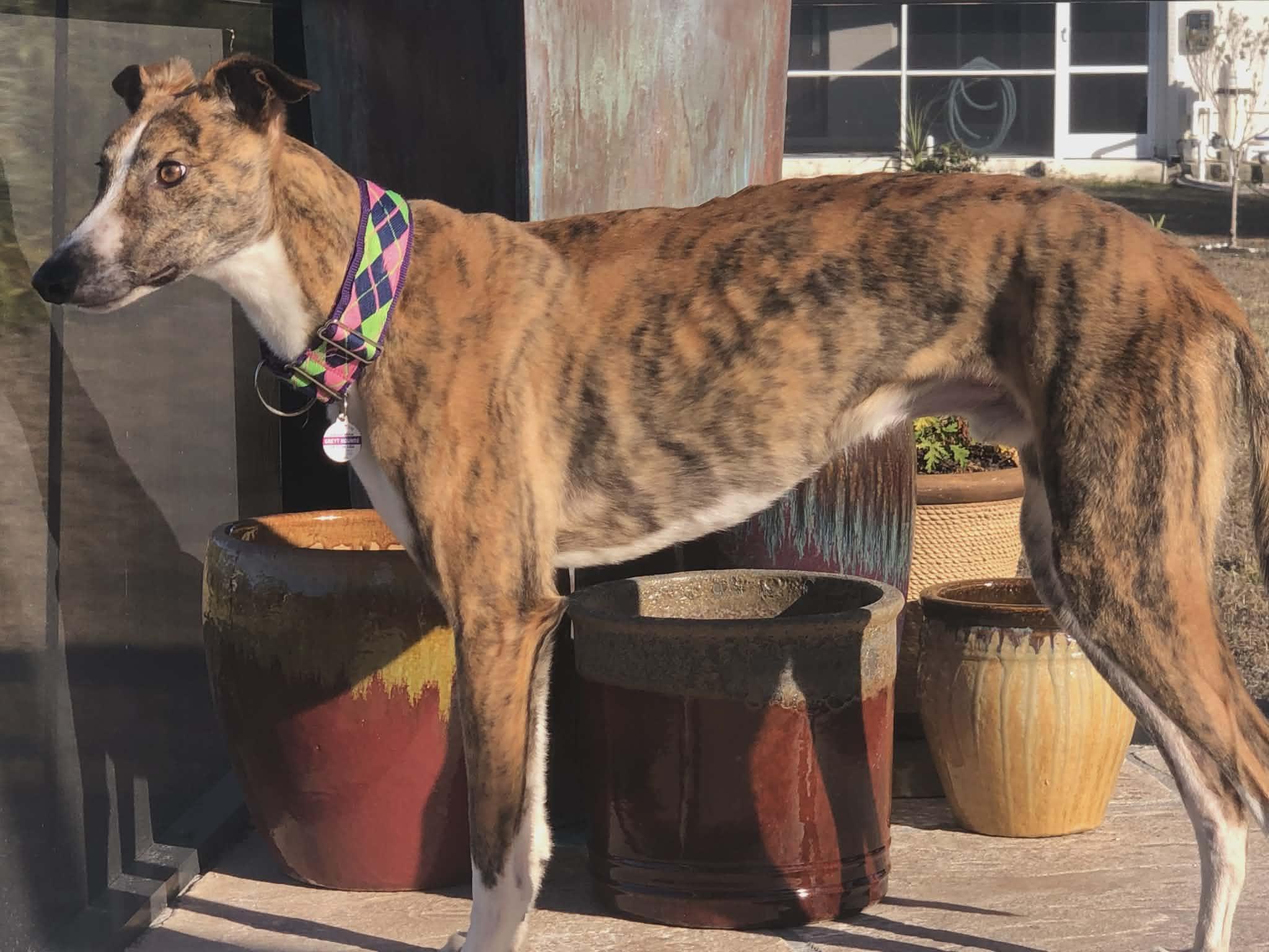 Enlarge Yo Gabana, a ADOPTABLE Greyhound in North Port, FL image 2/6