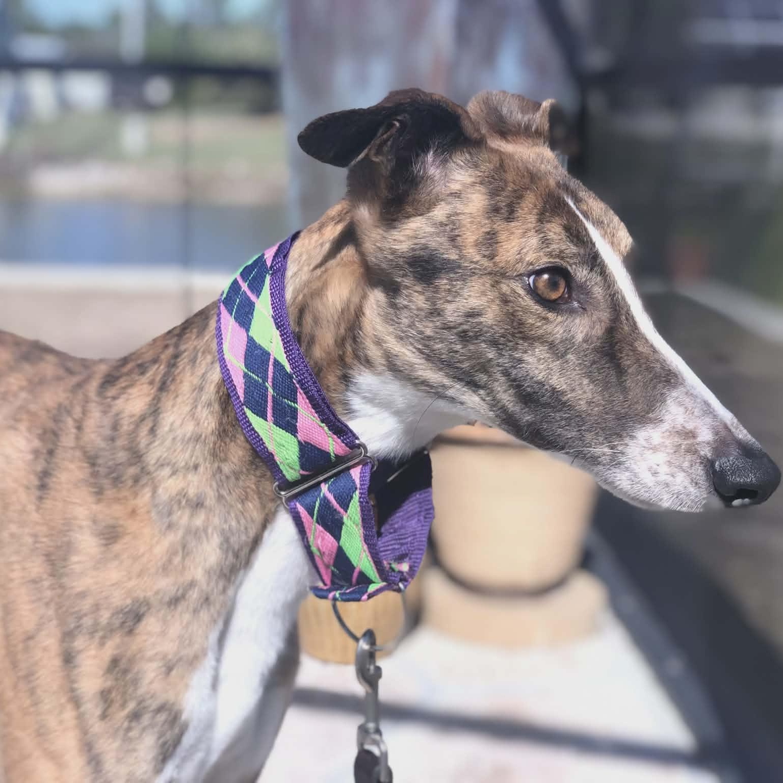 Yo Gabana, ADOPTABLE, Adult Male Greyhound.