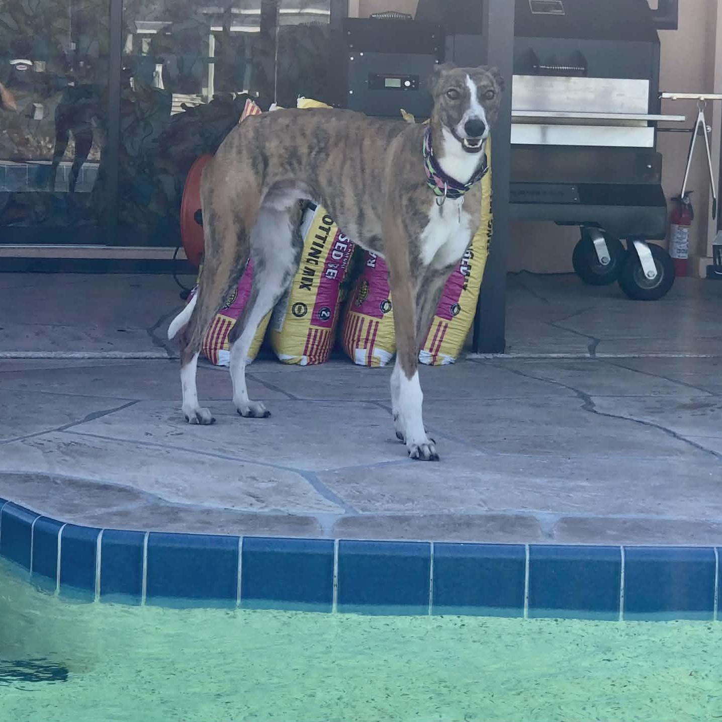 Enlarge Yo Gabana, a ADOPTABLE Greyhound in North Port, FL image 4/6