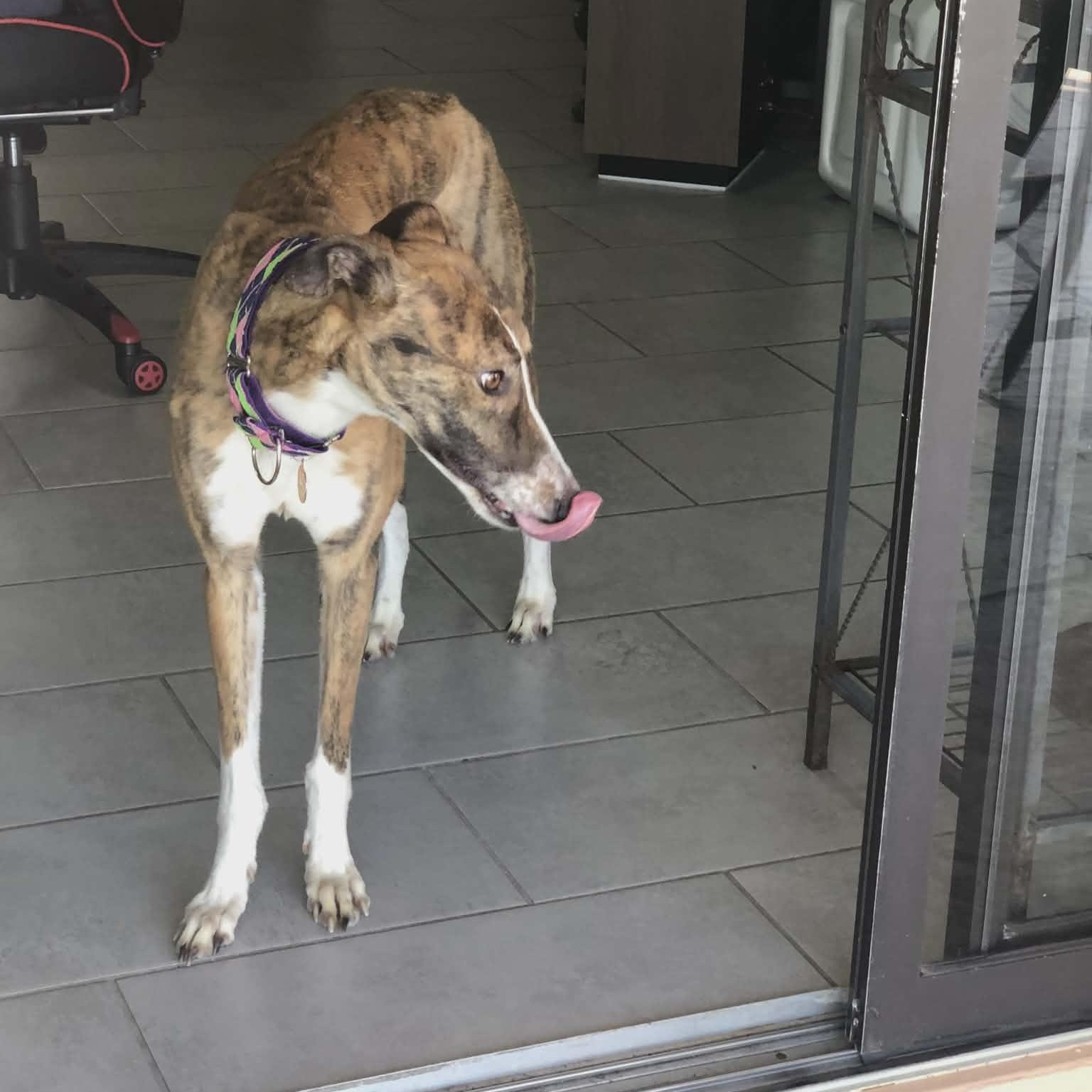 Enlarge Yo Gabana, a ADOPTABLE Greyhound in North Port, FL image 5/6