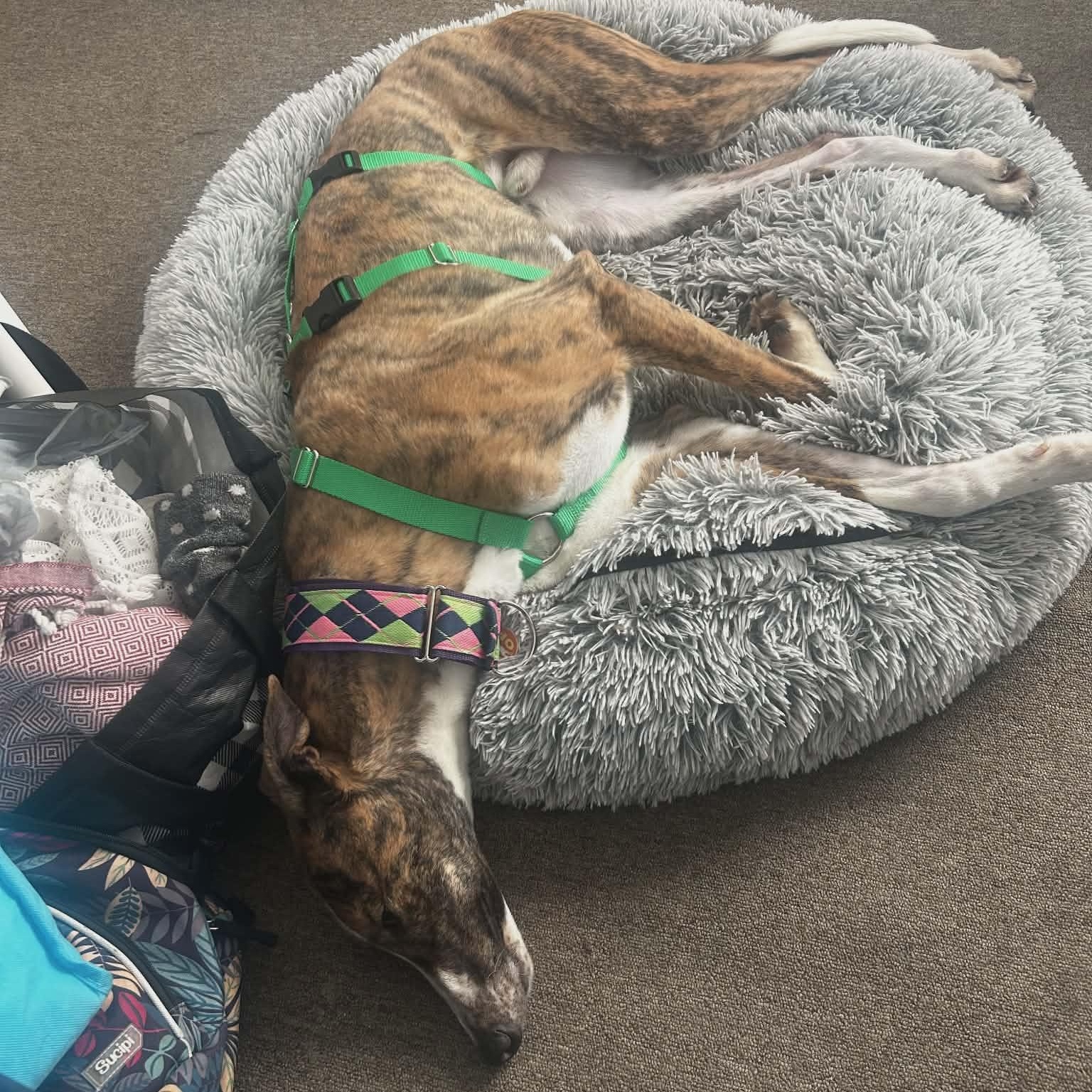 Enlarge Yo Gabana, a ADOPTABLE Greyhound in North Port, FL image 3/6